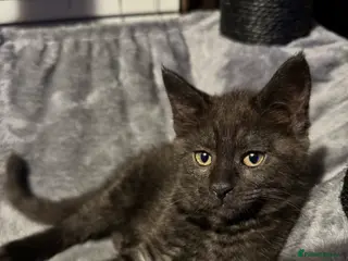 Mixed Breed cats British short hair cross maine coon - Advert 3