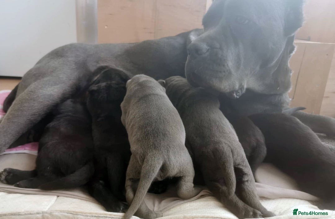 Cane Corso dogs for sale: Cane Corso Puppies from Exceptional Bloodlines, - Advert 3