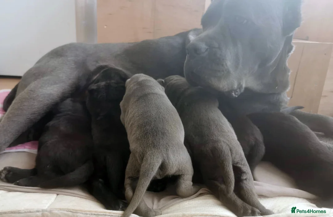 Cane Corso dogs for sale: PRICE DOWN, 1 BOY 2 GIRLS LEFT - Advert 14