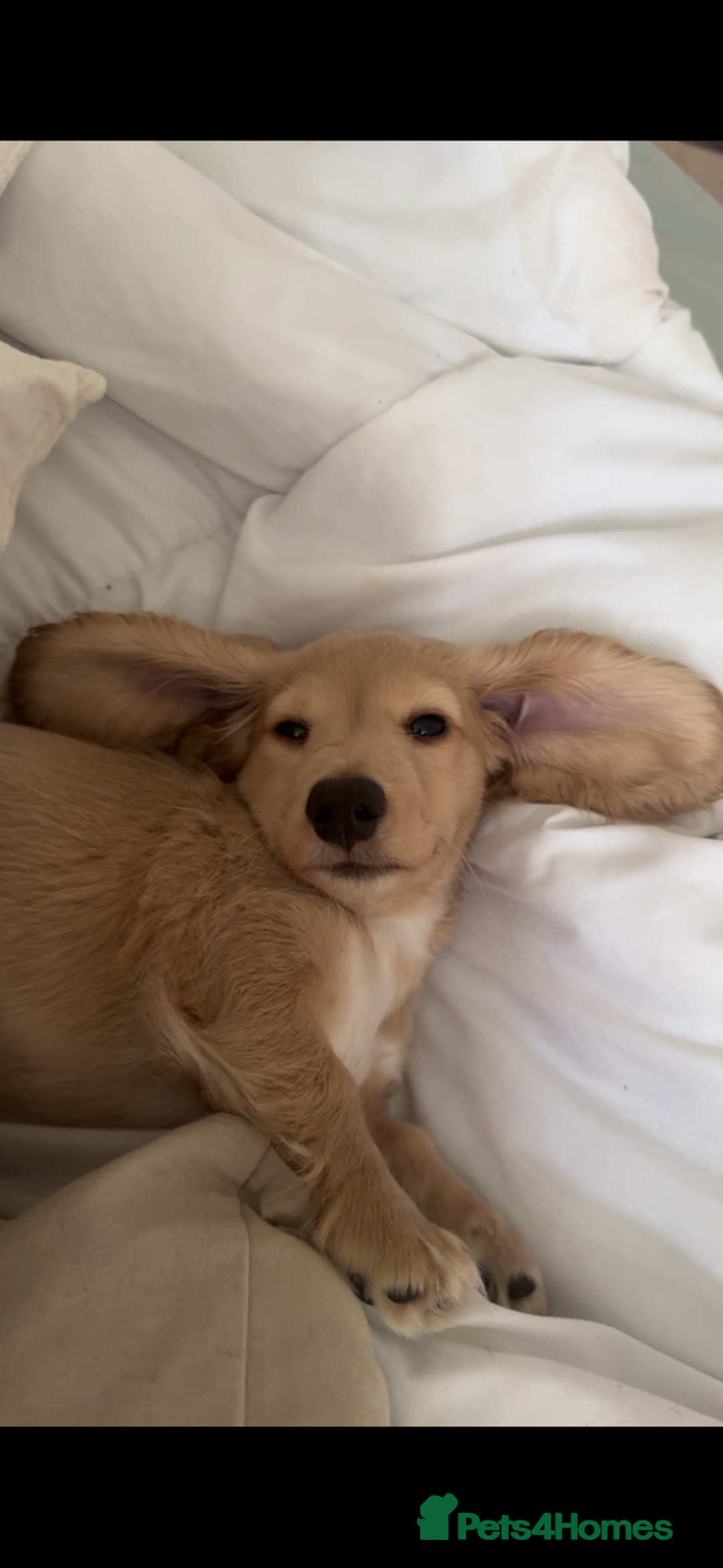 Dachshund dogs for sale: Long Haired Cream Dachshund - Advert 1