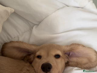 Dachshund dogs Long Haired Cream Dachshund - Advert 8