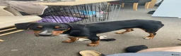 Mixed Breed dogs for sale: Milo kelpie spaniel mix - Advert 7