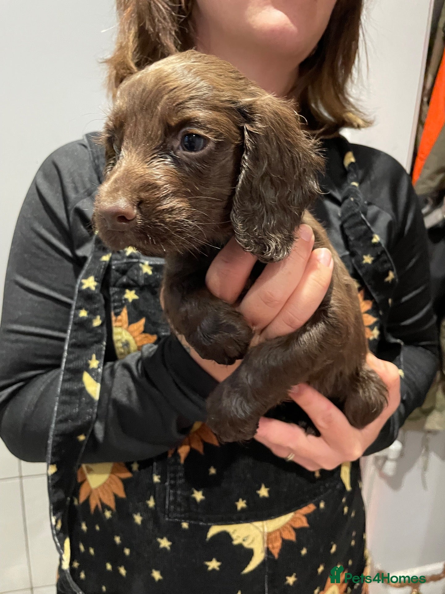 Sprocker dogs Sprocker Puppys  - Advert 6