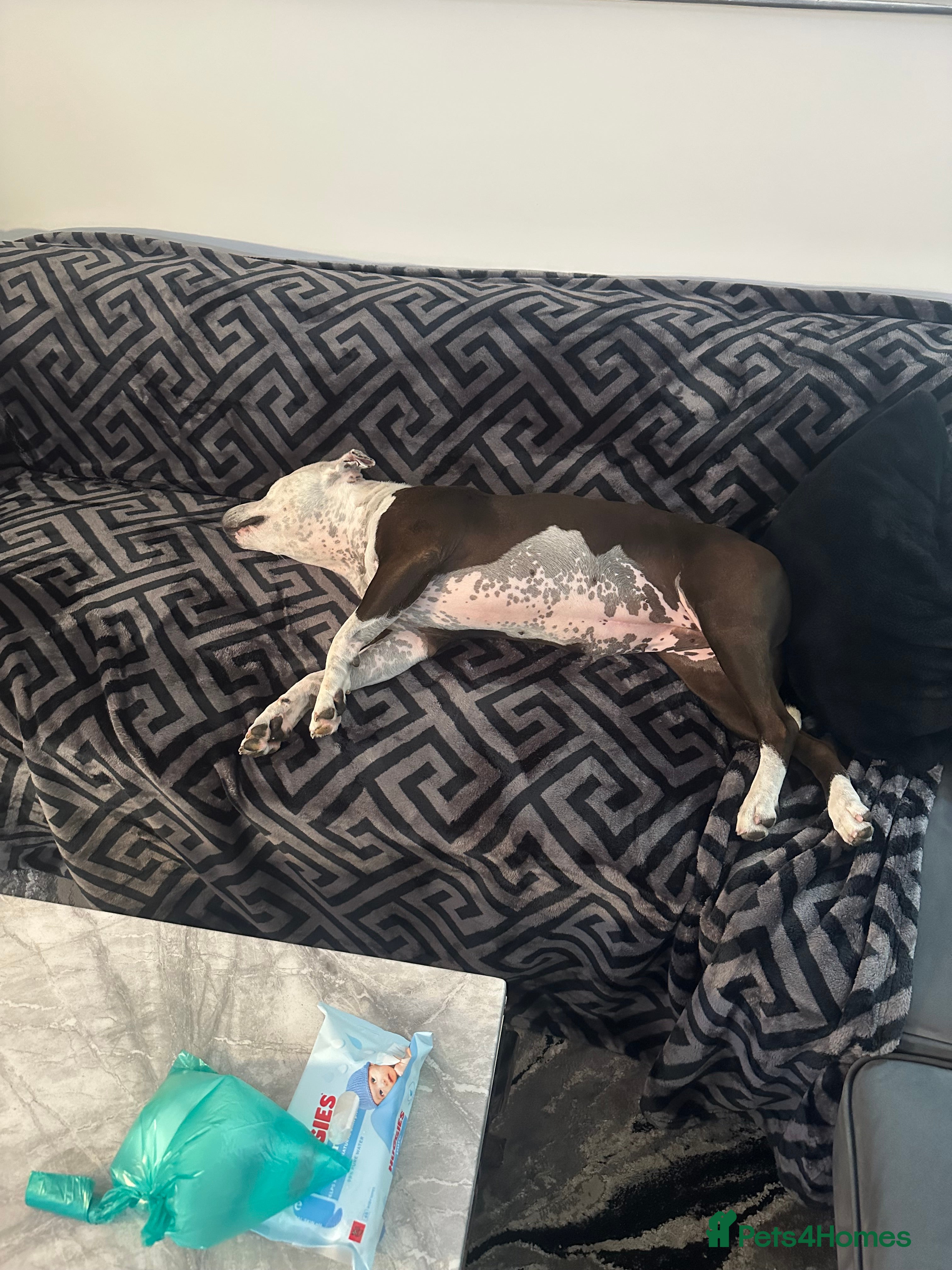 Staffordshire Bull Terrier dogs Fifi  - Advert 1