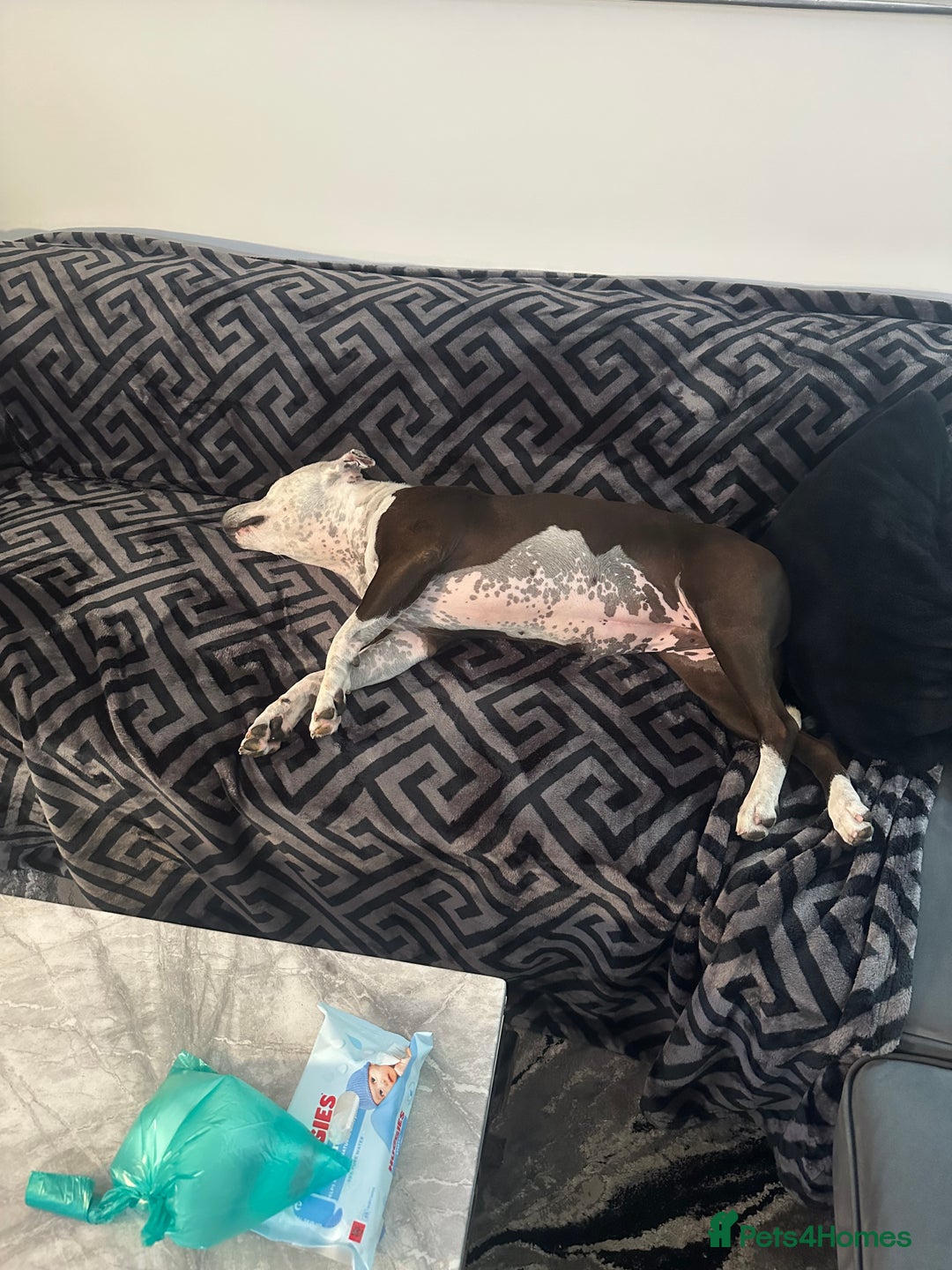 Staffordshire Bull Terrier dogs for sale: Fifi  - Advert 1