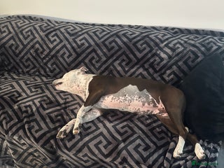 Staffordshire Bull Terrier dogs Fifi - Advert 1