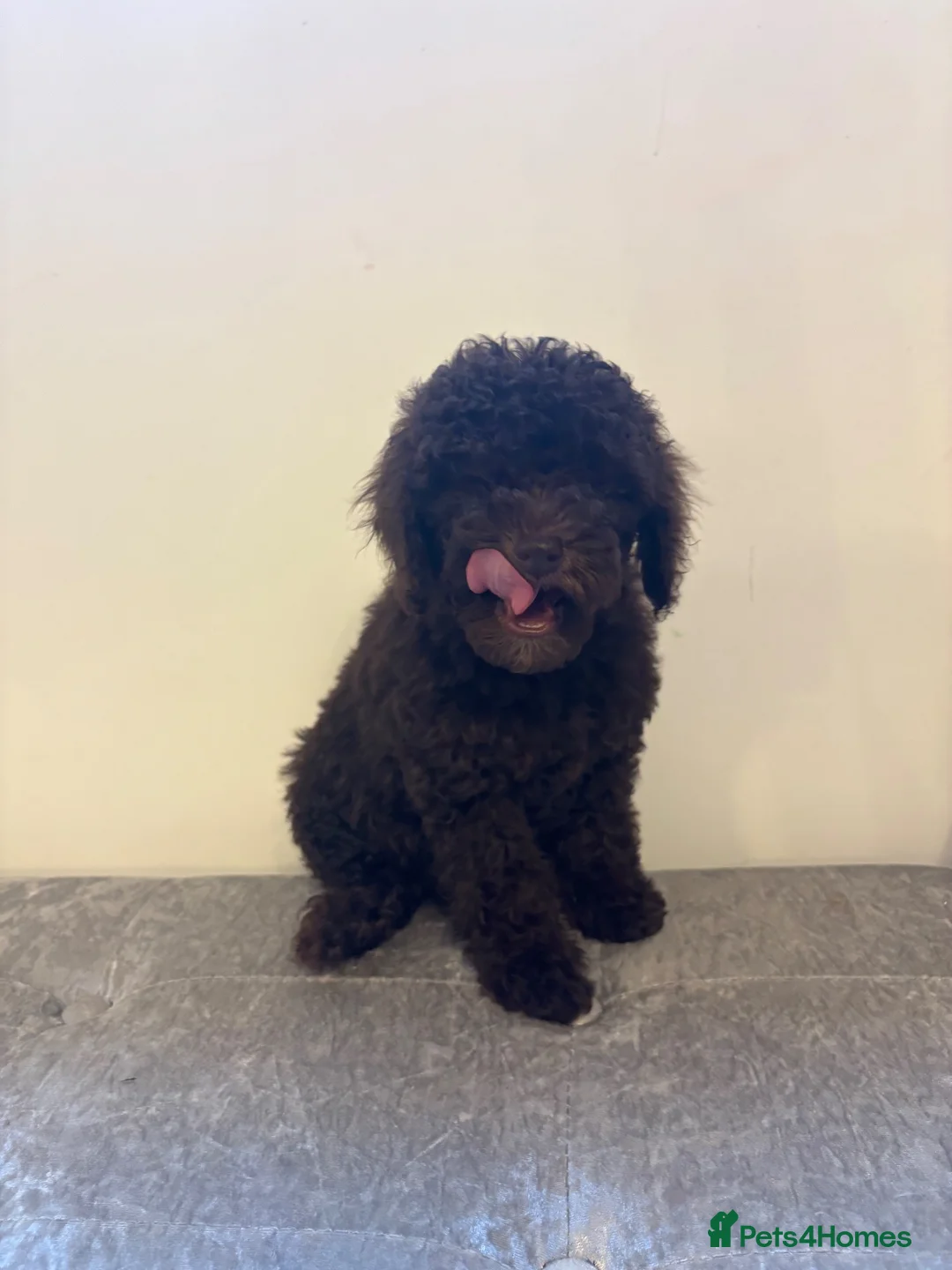 Miniature Poodle dogs for sale: Stunning miniature poodle puppies  in Thirsk - Advert 5