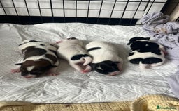 Jack Russell dogs for sale: Jack Russel puppies  - Image 1