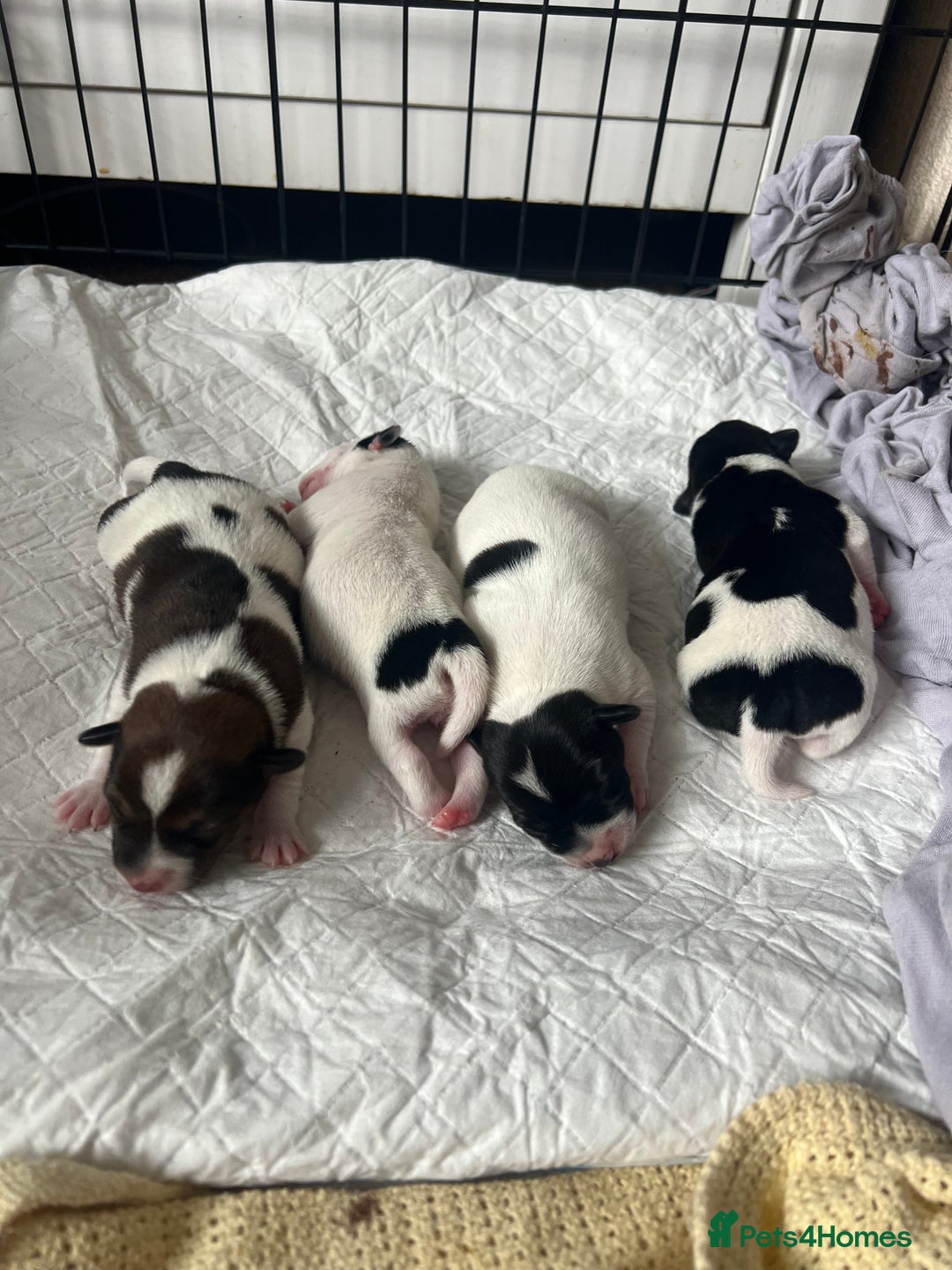 Jack Russell dogs for sale: Jack Russel puppies  - Image 1