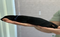 German Shepherd dogs for sale: German Shepherd Puppies  - Image 15