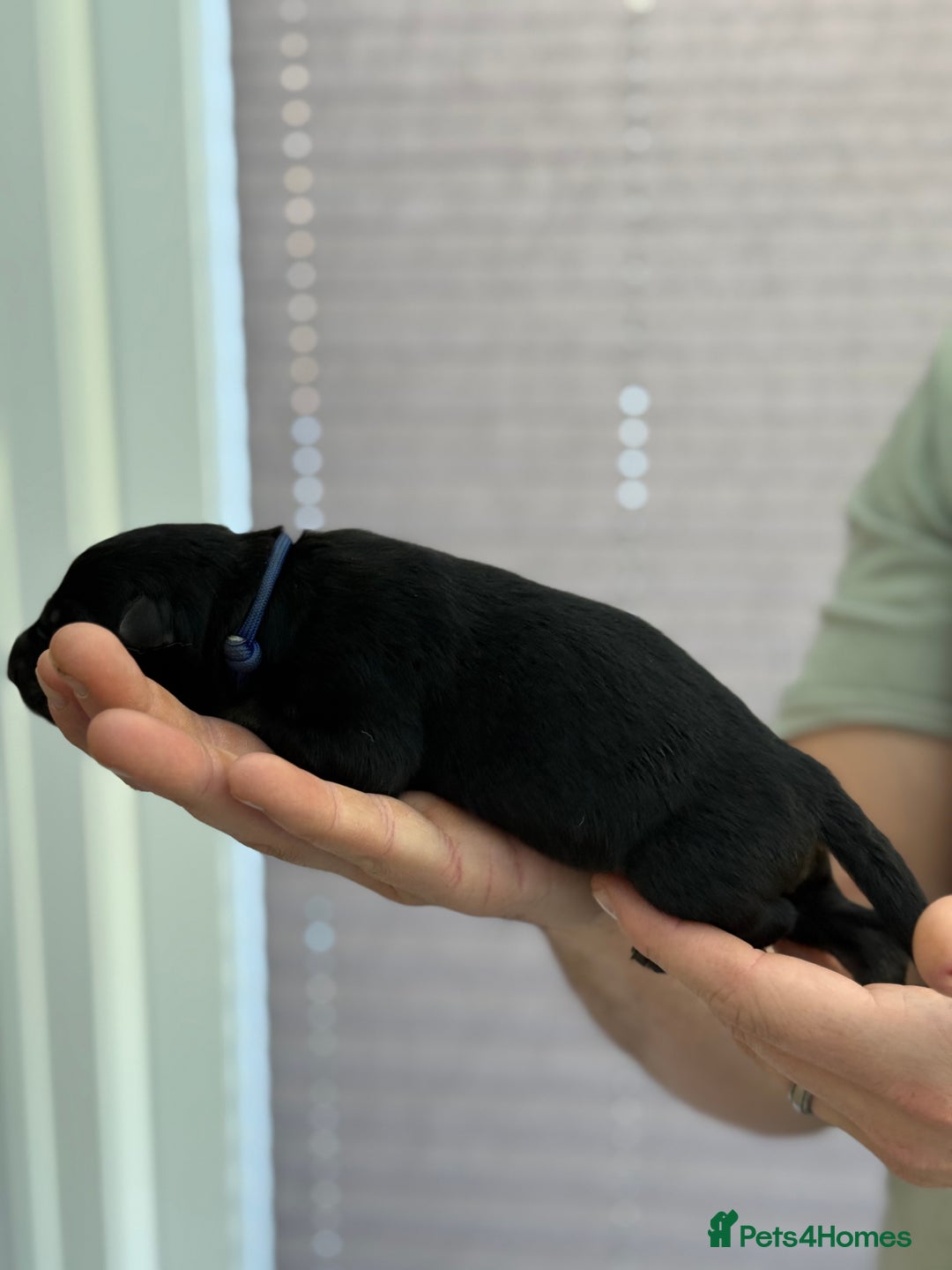 German Shepherd dogs for sale: German Shepherd Puppies  - Image 15