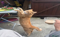 Mixed Breed cats for sale: Beautiful cut boy for sale  - Image 1