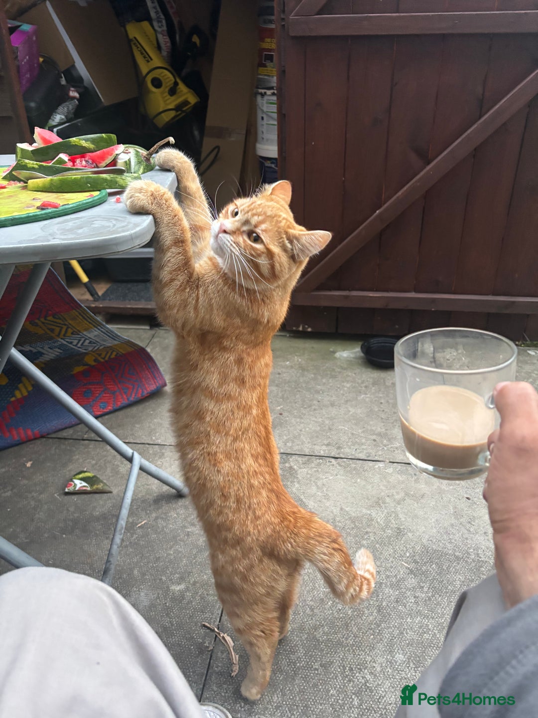 Mixed Breed cats for sale: Beautiful cut boy for sale  - Image 1