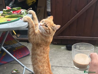 Mixed Breed cats - Advert 24