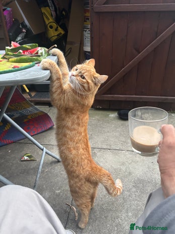 Mixed Breed cats - Advert 5