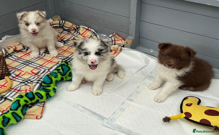 Border Collie dogs - Advert 1