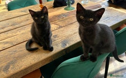 British Shorthair cats for sale: BSH x Sphynx - Image 8
