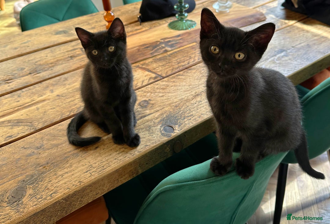 British Shorthair cats for sale: BSH x Sphynx - Image 8