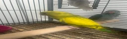 Ringnecks birds for sale: Hand Reared Baby Indian Ringnecks  - Advert 4