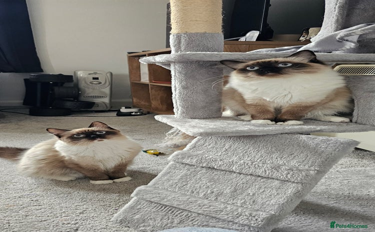 Ragdoll cats - Advert 4