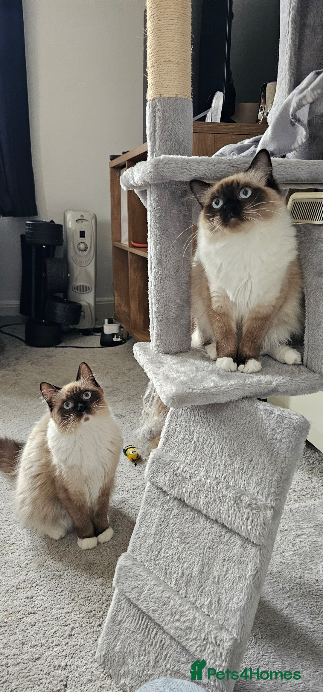 Ragdoll cats for sale: 2 Ragdoll Sisters  - Image 1