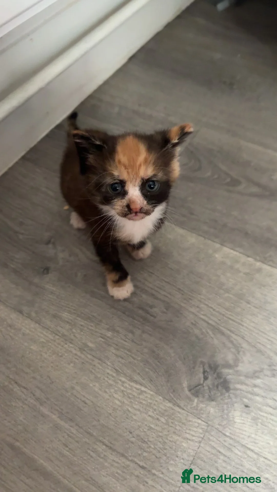 Mixed Breed cats for sale: 4 kittens looking for loving,caring homes in Taunton - Advert 2