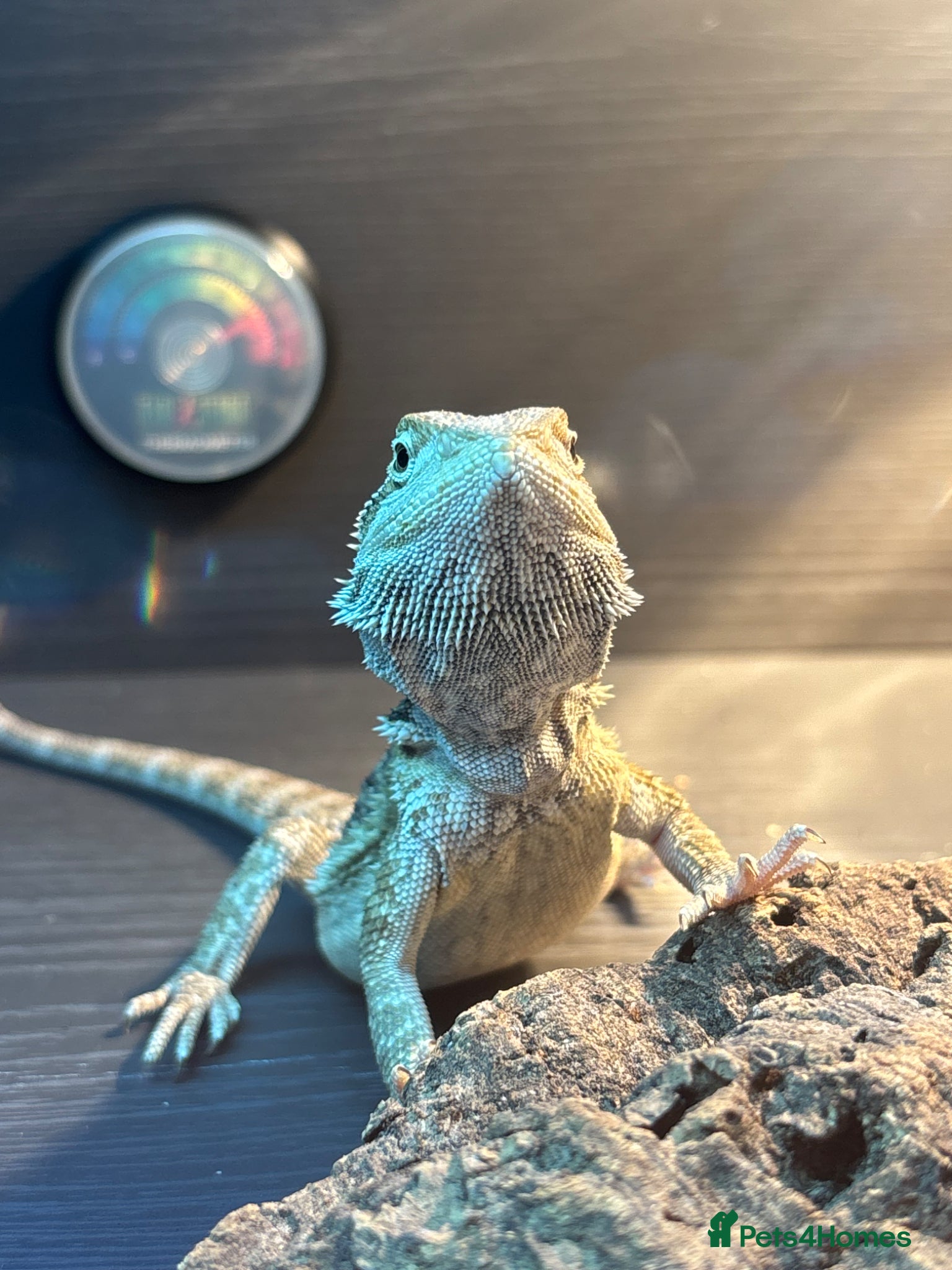 Bearded Dragon reptiles Rankin dragon for sale  - Advert 4