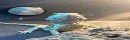 Bearded Dragon reptiles for sale: Rankin dragon for sale  in Sheerness - Advert 1
