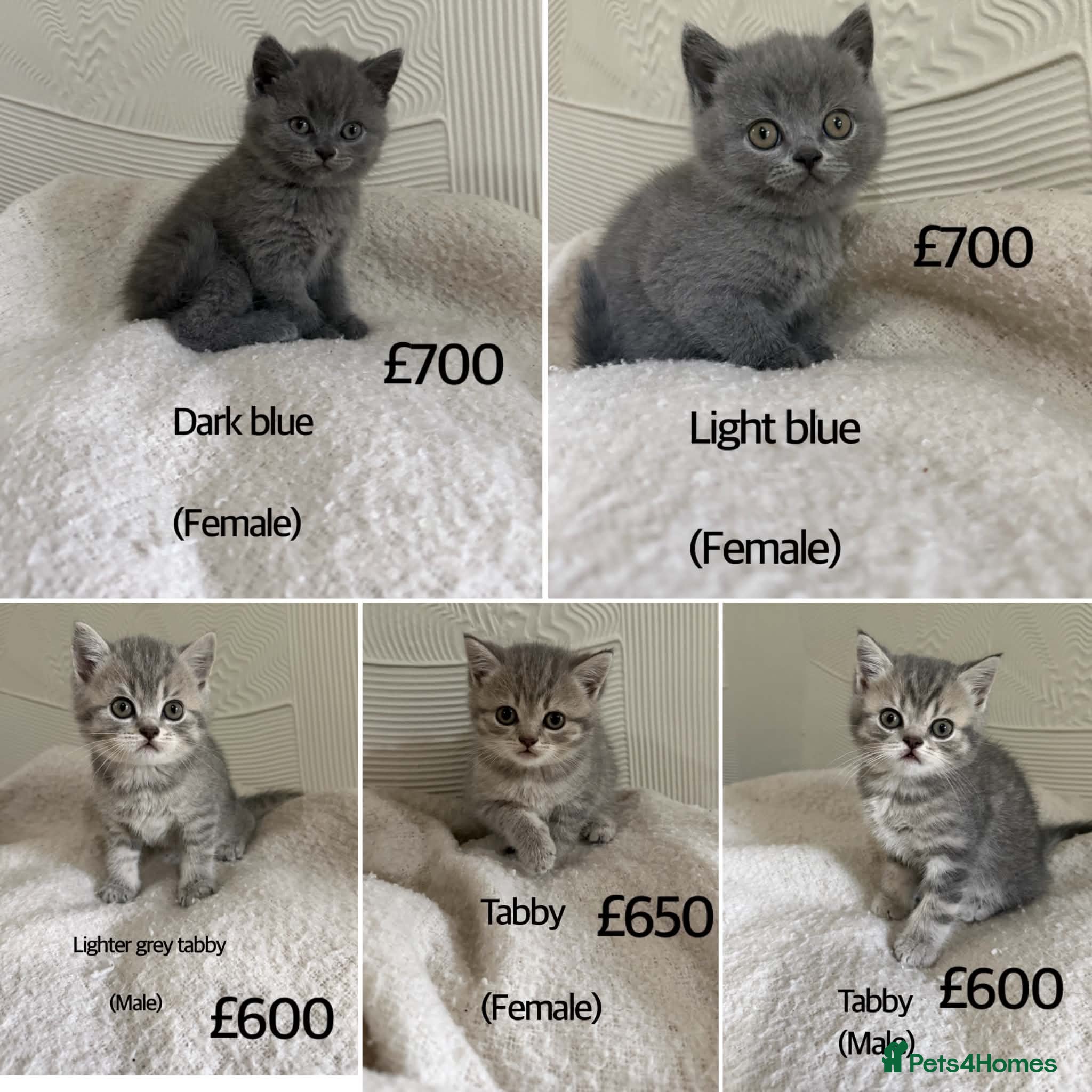 British Shorthair cats British Shorthair kittens  - Advert 11