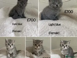 British Shorthair cats British Shorthair kittens - Advert 11