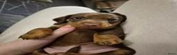 Miniature Dachshund dogs for sale: Beautiful dachshund pups - Advert 3