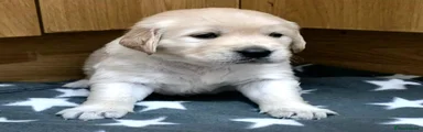 Puppy 5 - Green