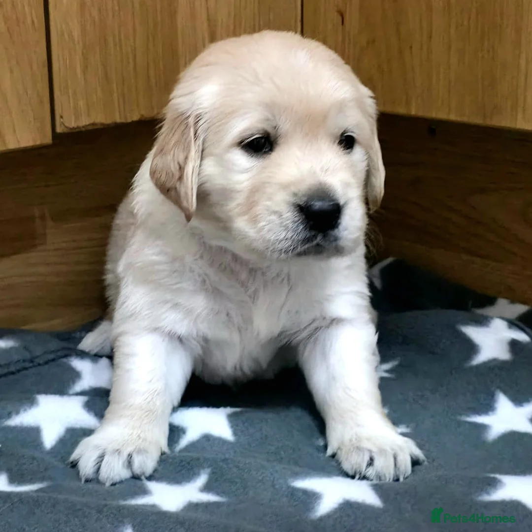 Golden Retriever dogs for sale: 5 Beautiful Golden Retriever's  - Advert 1