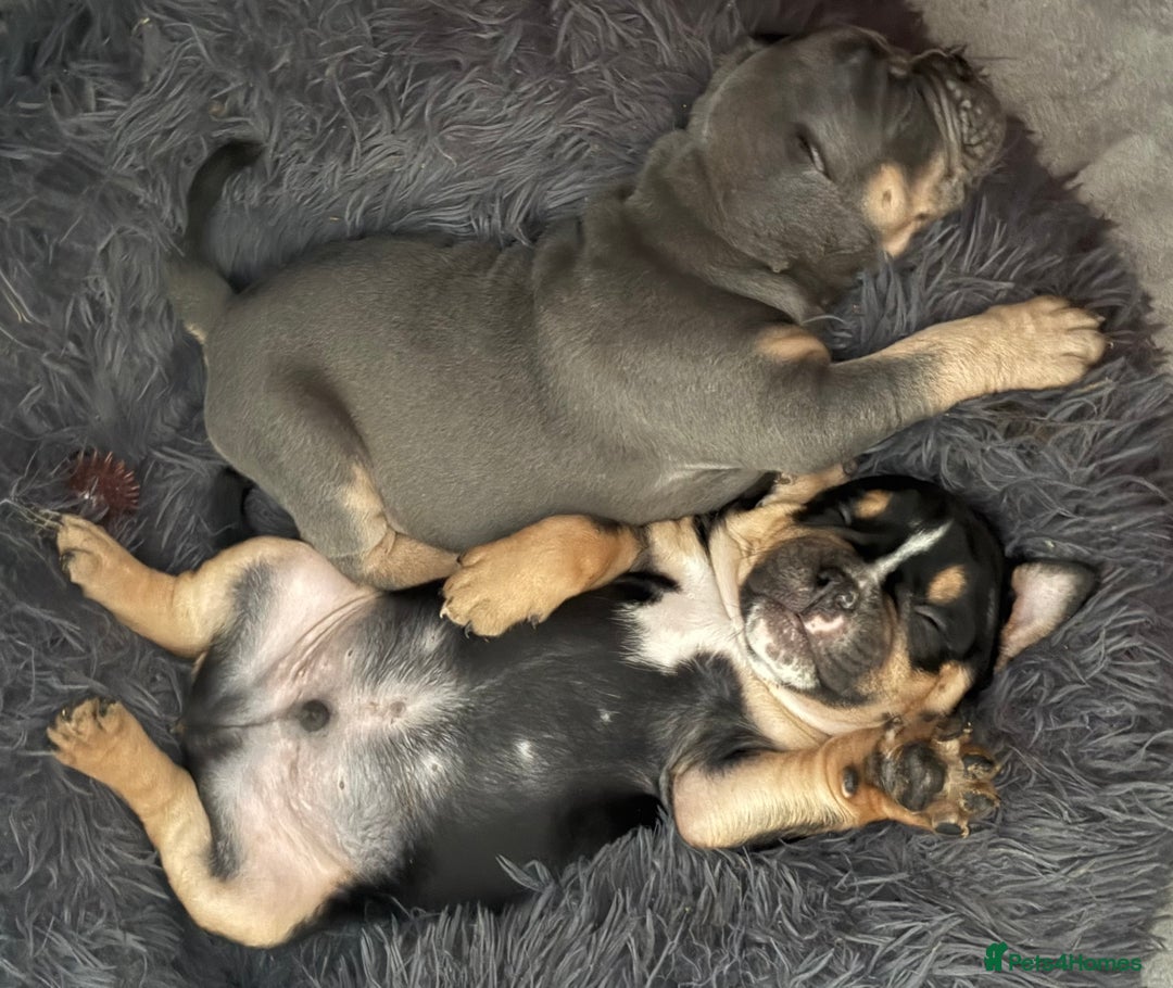 Olde English Bulldogge dogs for sale: Olde English Bulldogge Puppies - Image 8