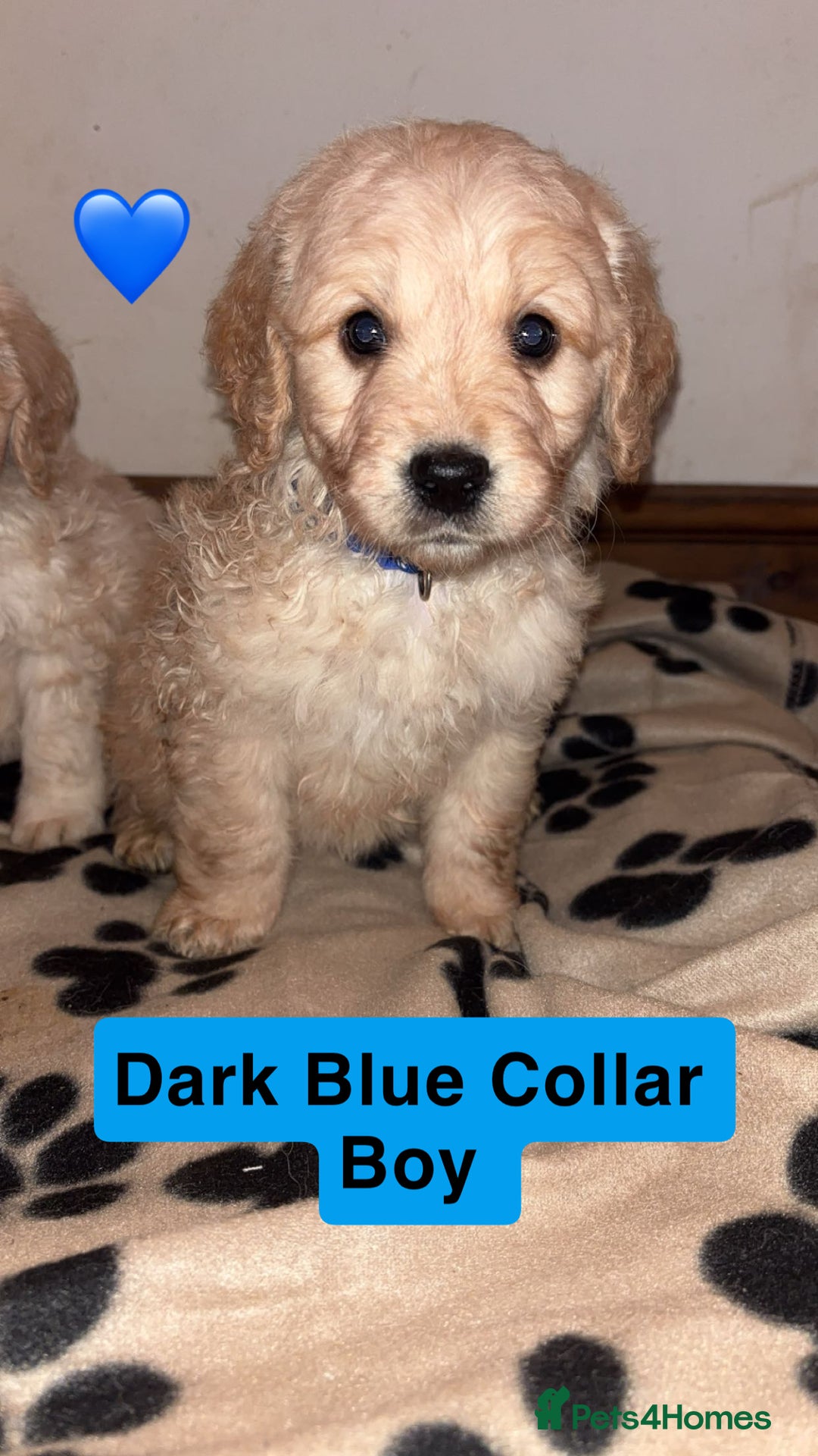 Mini Goldendoodle dogs for sale: 10 beautiful Miniature F1 GoldenDoodle puppies - Advert 11