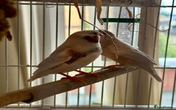 Finches birds for sale: Two pairs of finches  - Image 2