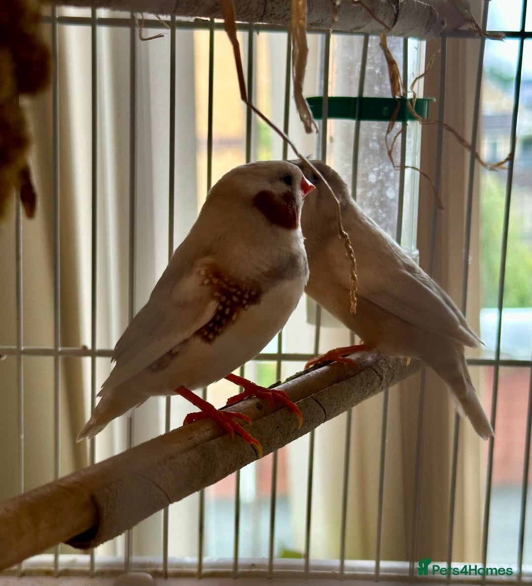 Finches birds for sale: Two pairs of finches  - Image 2