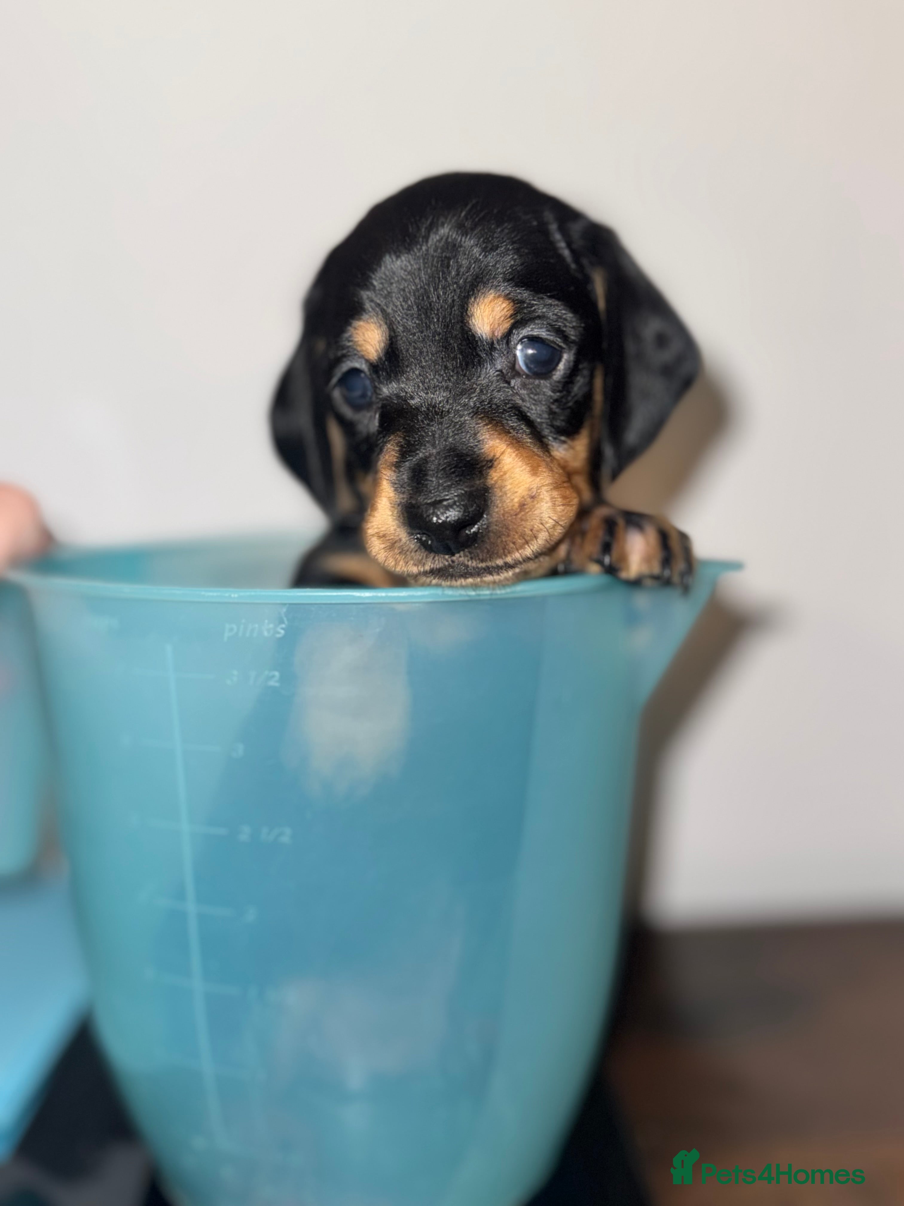 Miniature Dachshund dogs Last Black and tan miniature girl available  - Advert 13