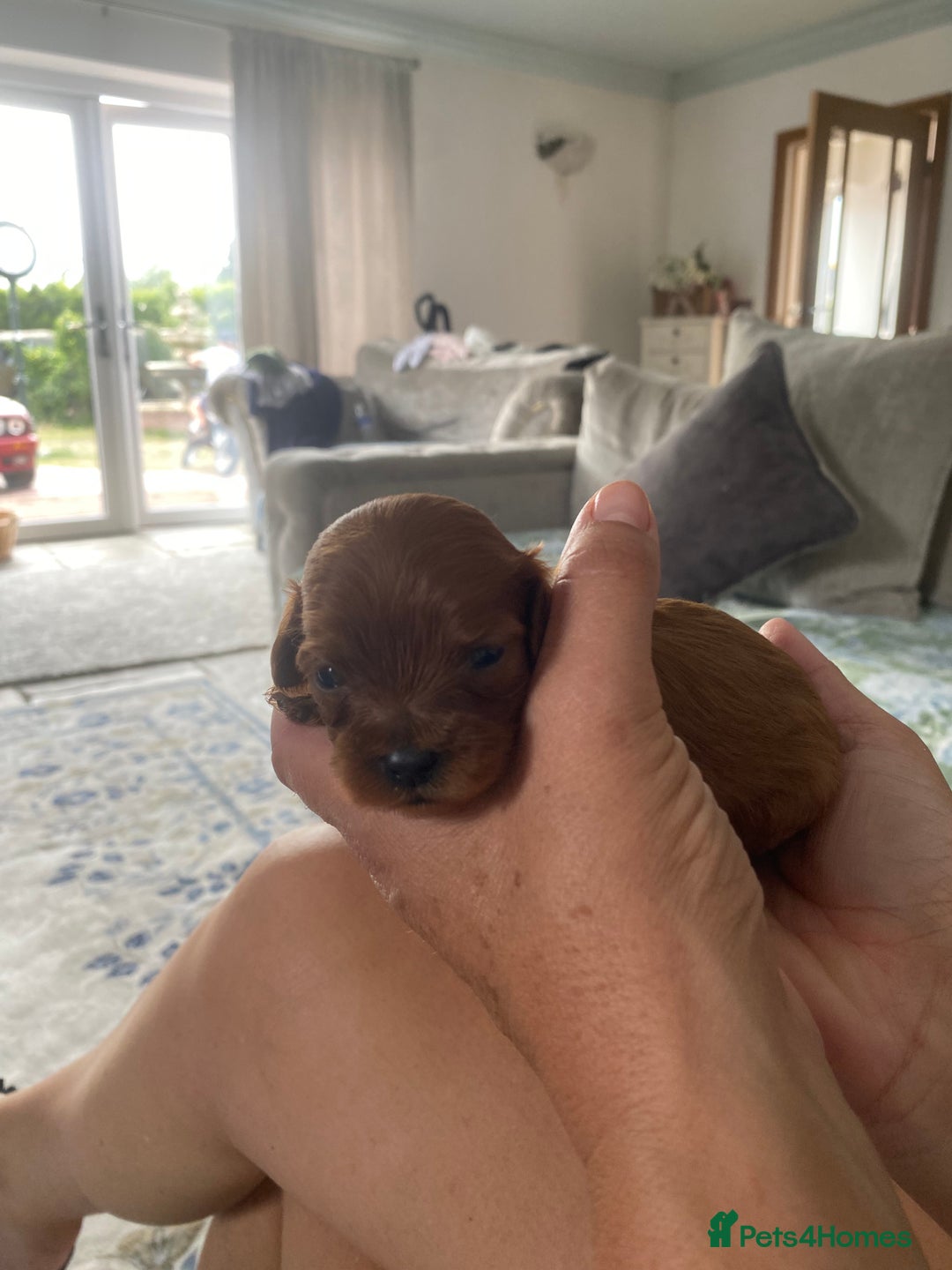 Cavapoo dogs for sale: Beautiful Tiny Cavapoos  - Image 21