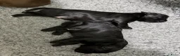 Sprocker dogs for sale: Beautiful Sprocker puppies  - Advert 27