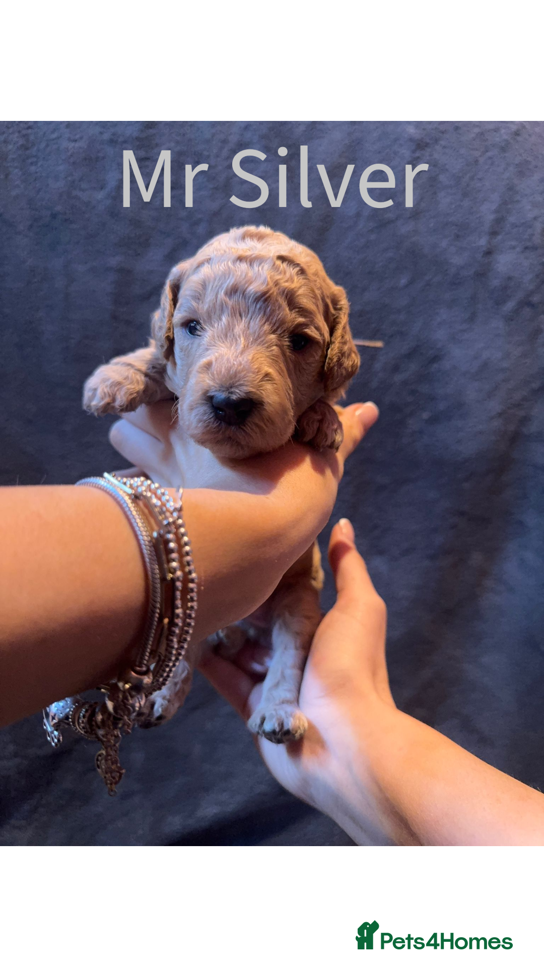 Australian Labradoodle dogs for sale: Extensively health tested Austrailian Labradoodles - Advert 18