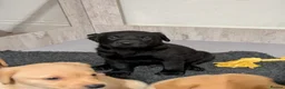 Labrador Retriever dogs for sale: Good, chunky, active and lively Labrador Puppies - Advert 7
