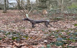 Greyhound dogs for sale: Beautiful Bull Greyhound For Sale - Image 2