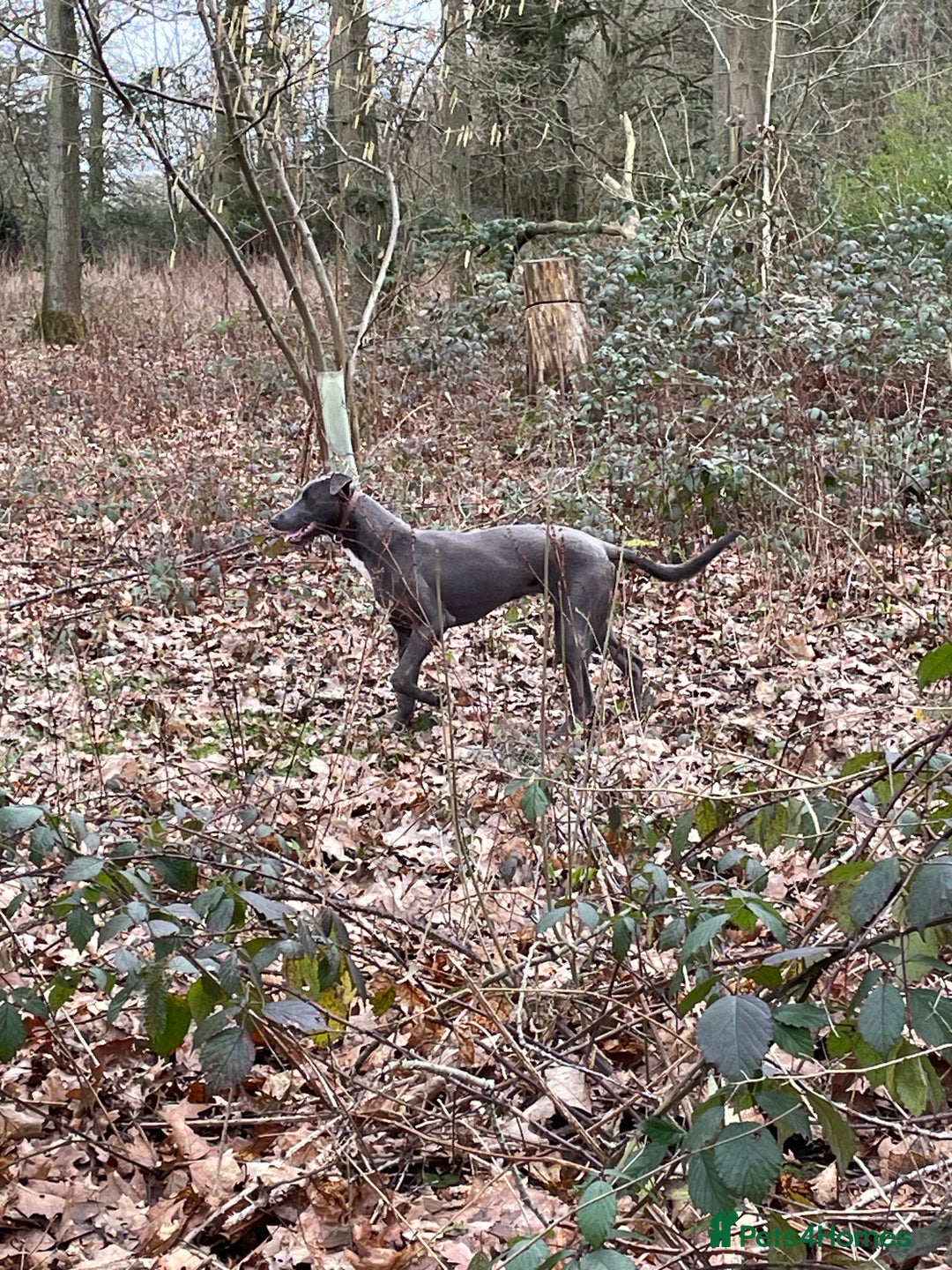 Greyhound dogs for sale: Beautiful Bull Greyhound For Sale - Image 2