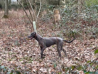 Greyhound dogs Beautiful Bull Greyhound For Sale - Advert 4