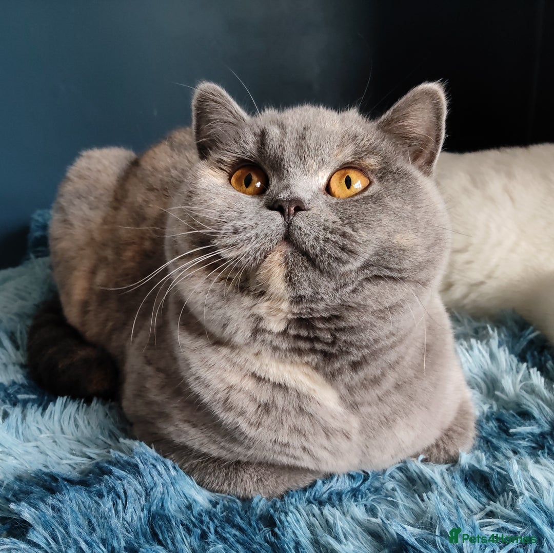 British Shorthair cats for sale: GCCF champions lines.Odd eyes boy and girl. - Advert 16