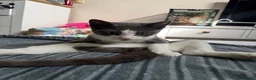 Mixed Breed cats for sale: REGGIE male 1 year old  in Ipswich - Advert 2