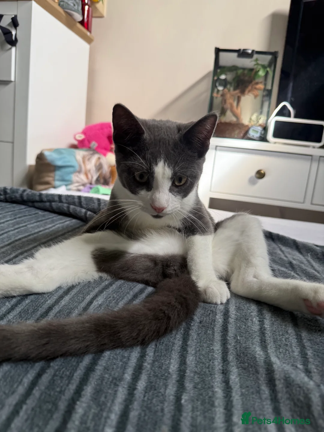 Mixed Breed cats for sale: REGGIE male 1 year old  in Ipswich - Advert 2