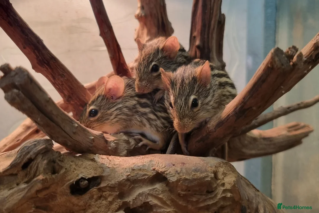 Mouse rodents for sale: Fancy Mice - Advert 11