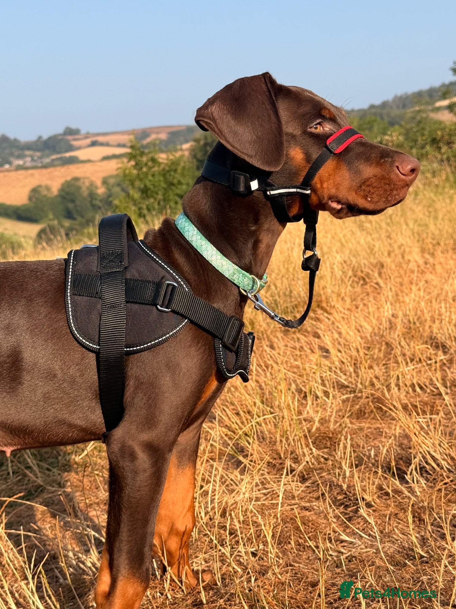 Dobermann dogs 4 Month Zi-Zi  - Advert 1